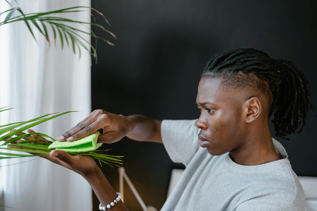 A black man carefully wipes leaves of an indoor plant with a sponge.